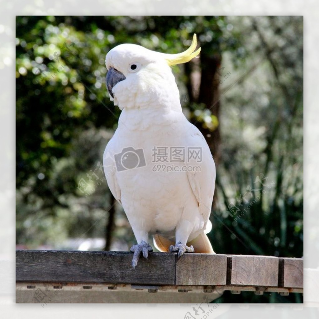 葵花凤头鹦鹉在国家公园澳大利亚
