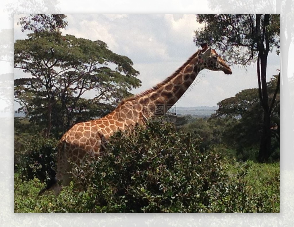 在肯尼亚的长颈鹿