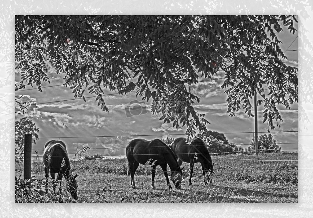 马在吃草高对比度黑白