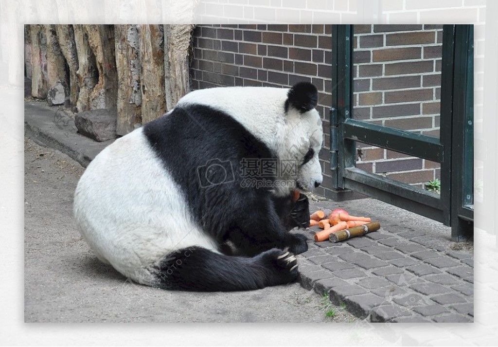 坐在地上吃竹子的大熊猫