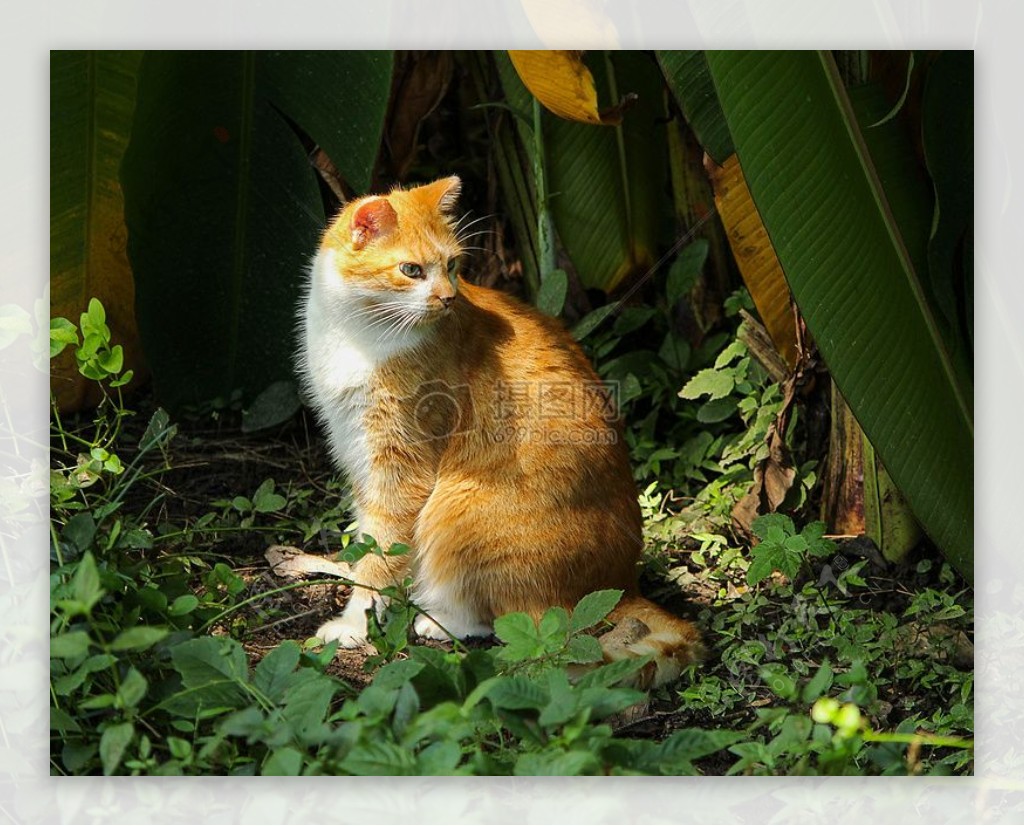 野外草地上的猫咪