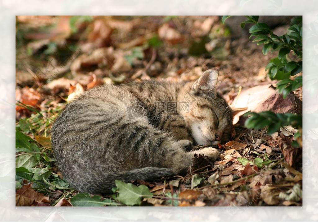 在树林里休息的猫咪