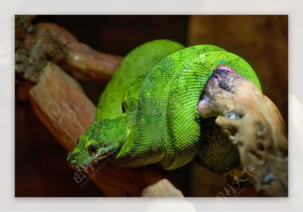绿色的蛇