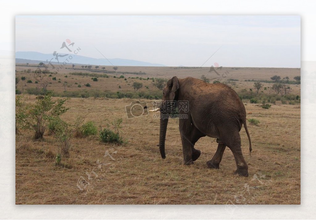 非洲肯尼亚大象