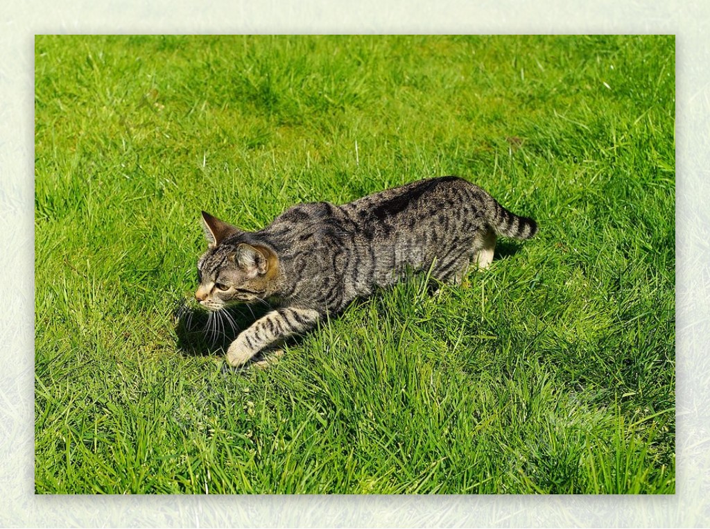 草地上奔跑的小猫