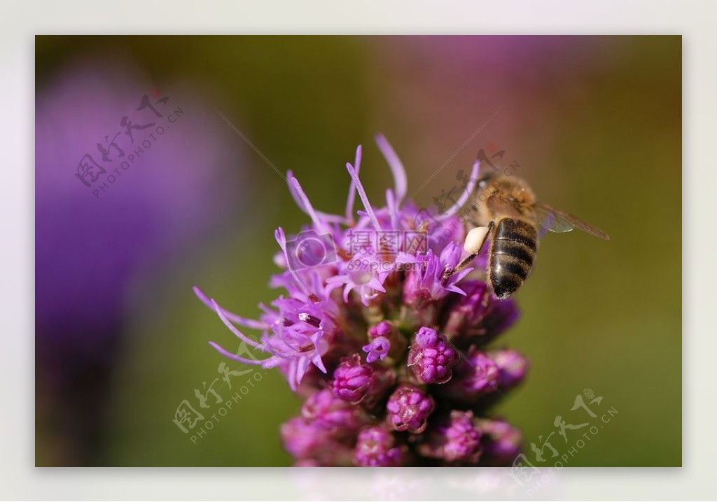 紫罗兰花上的蜜蜂