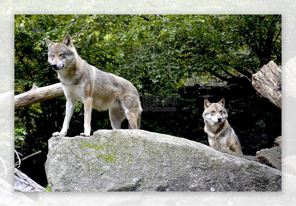 站在石头上的两只狼