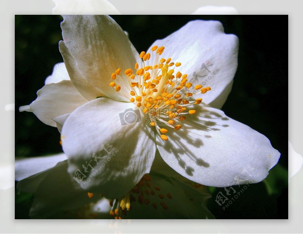 白色花朵上的黄色花蕊