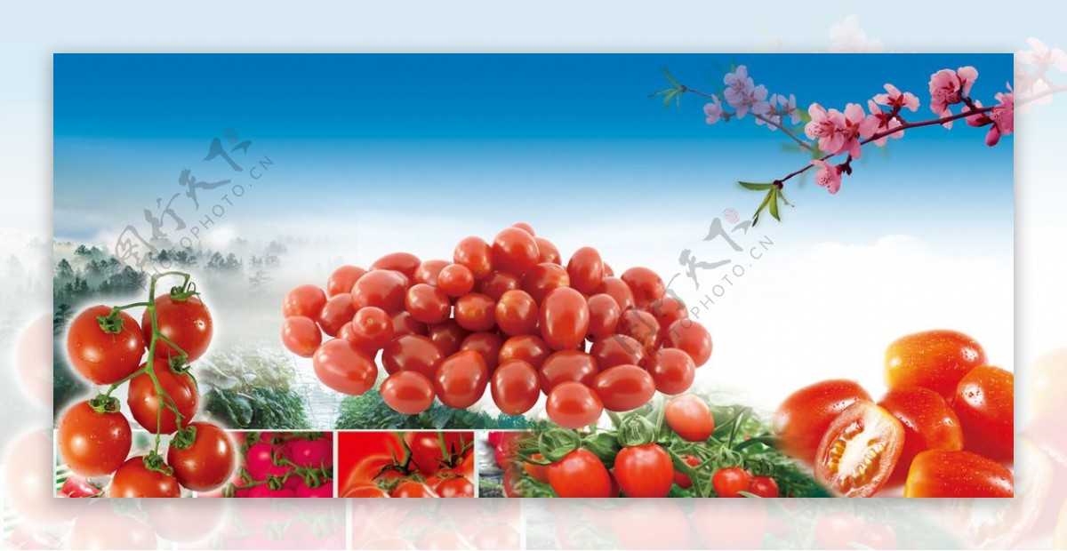 西红柿广告
