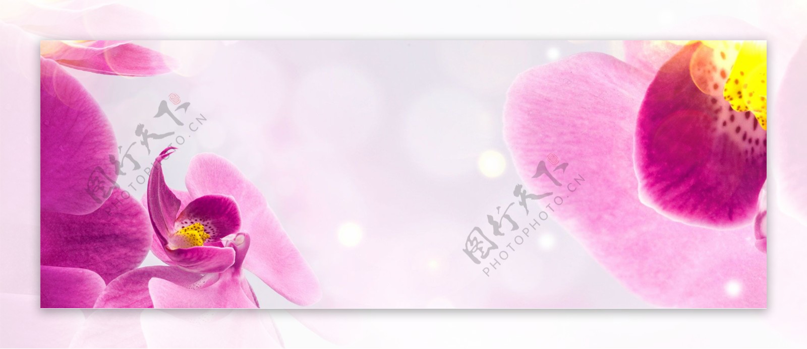 粉色花朵banner背景