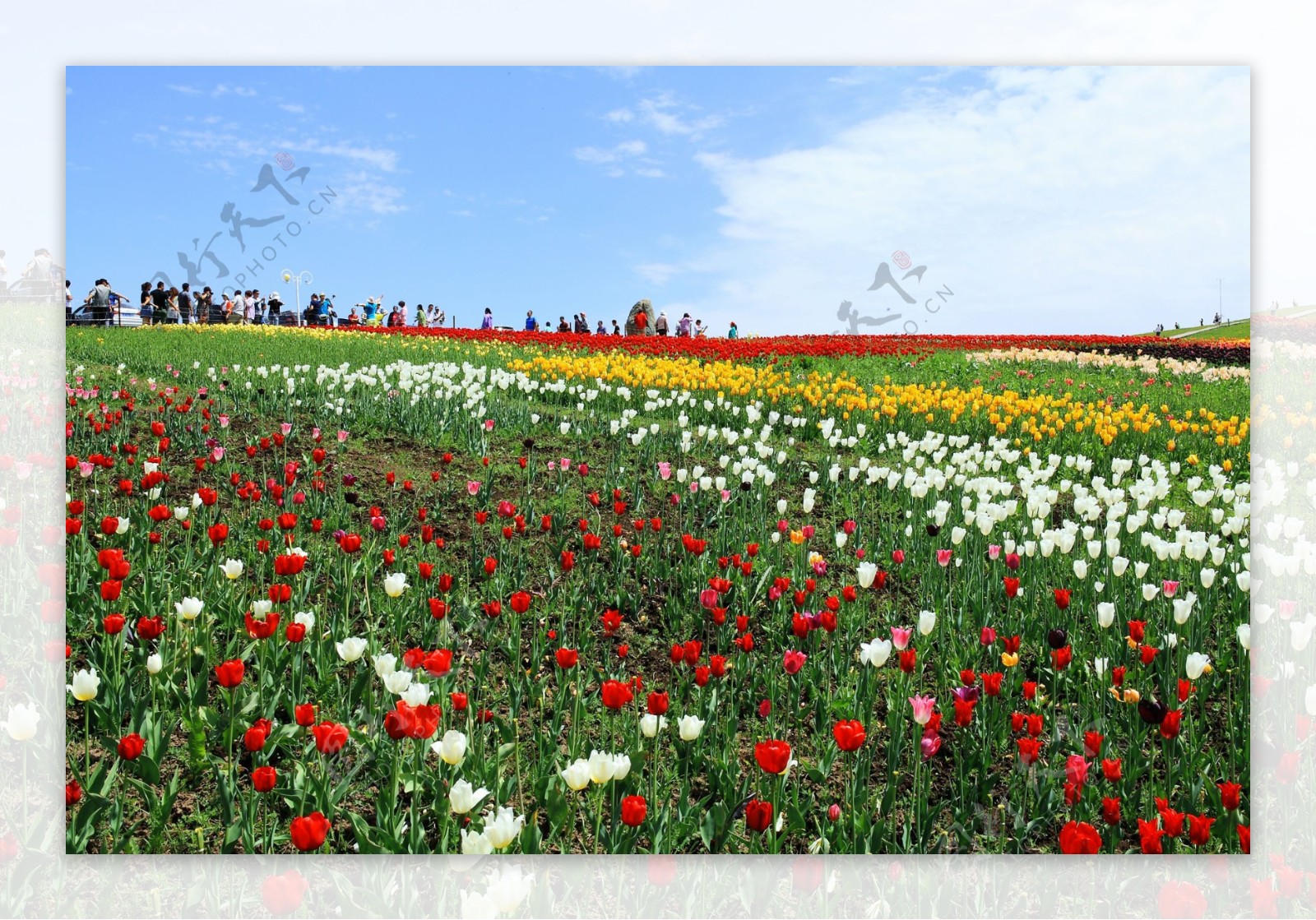 新疆江布拉克草原风景