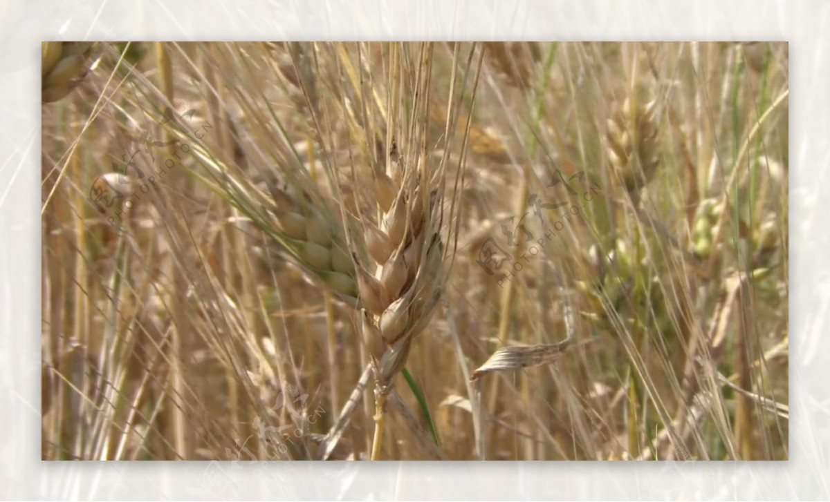 实拍麦田粮食视频素材