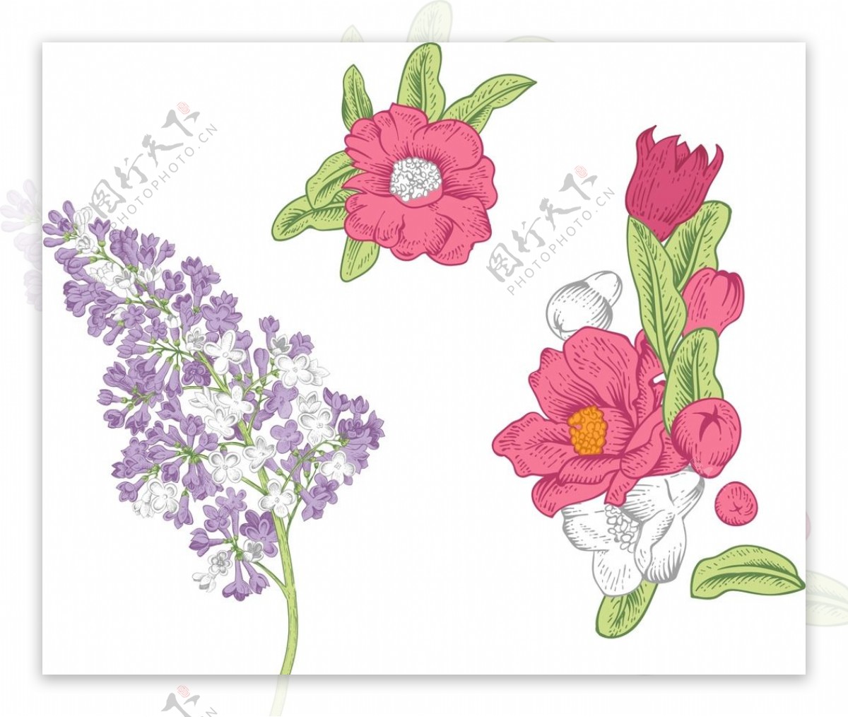 紫色花朵手绘花朵