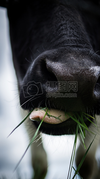 吃动物农业农场草特写镜头查看饲料关闭以牛小牛咀嚼