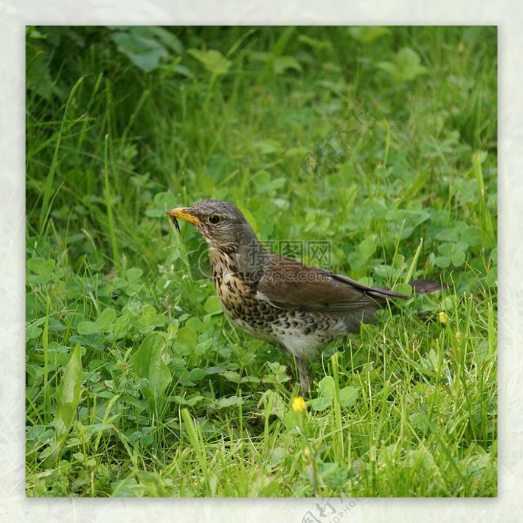 Fieldfare