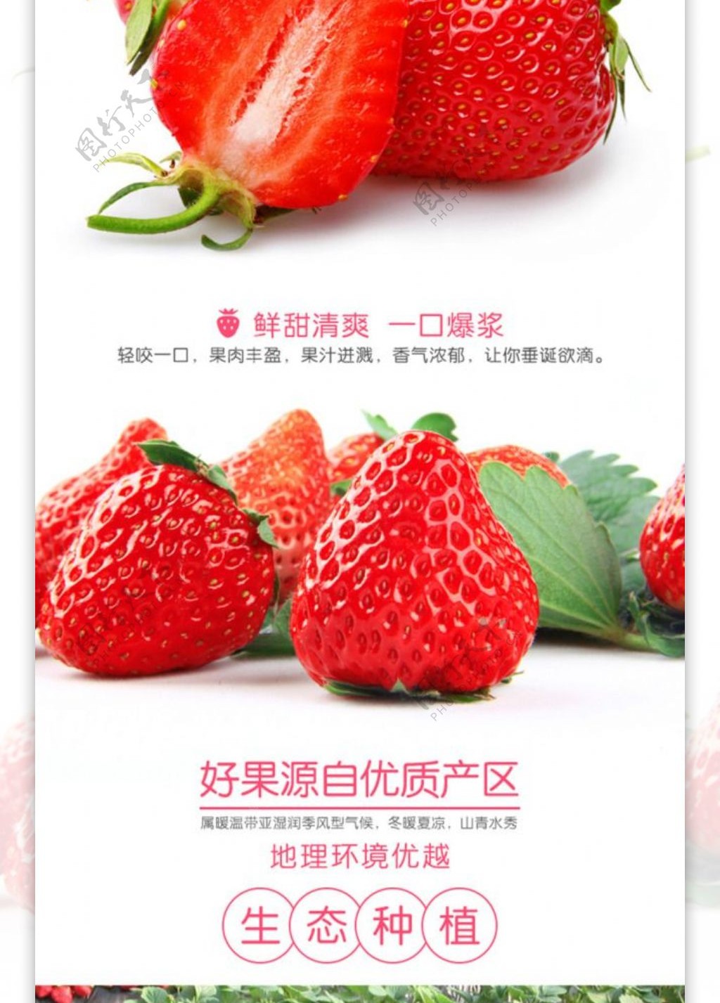 红颜草莓电商详情页