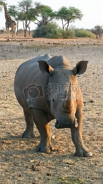 土地上的犀牛