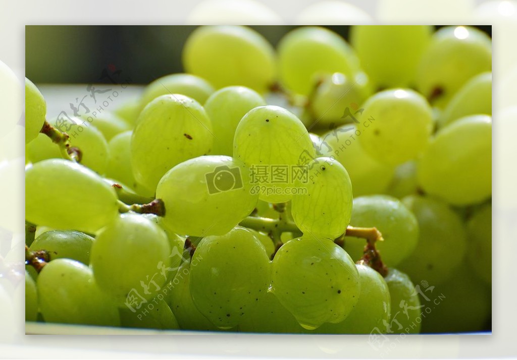 雨露中的绿葡萄