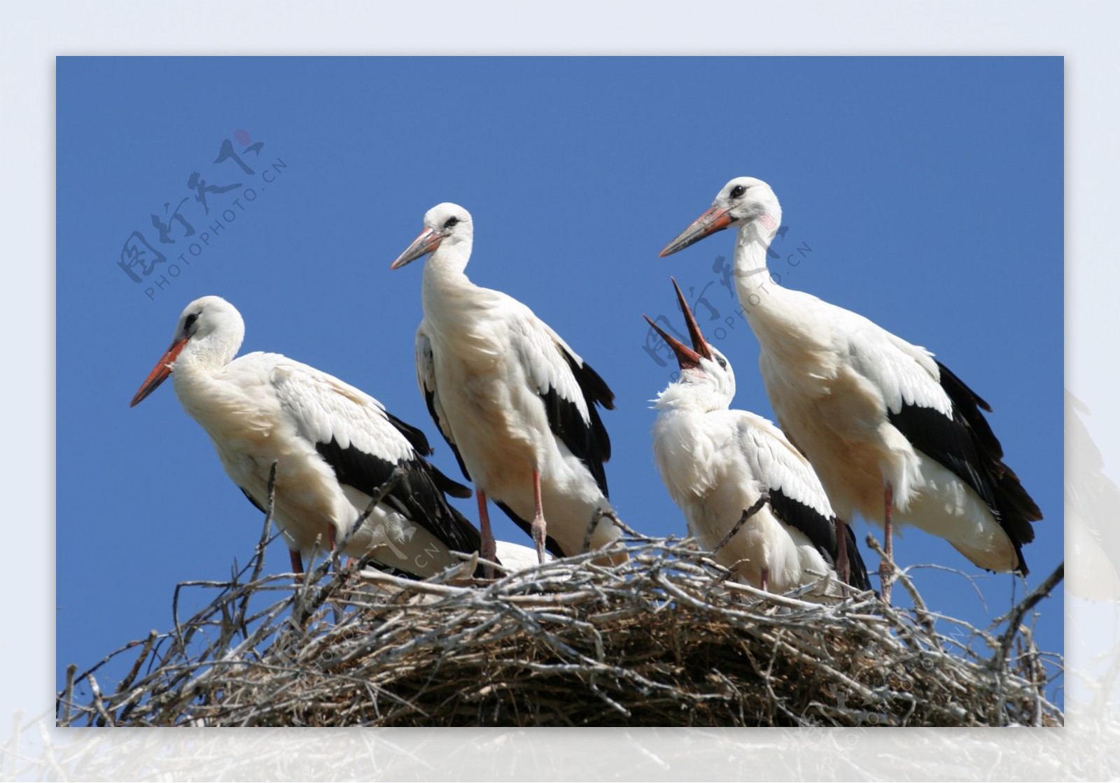 站在巢穴上的白鹤摄影图片图片