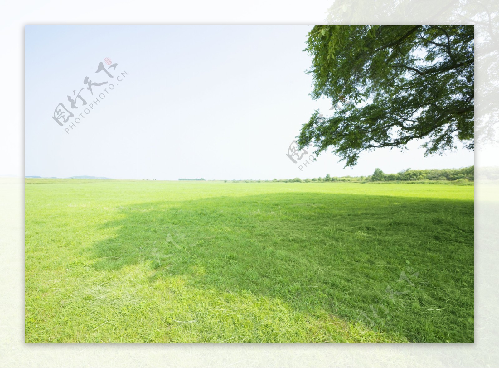 绿色草坪风景图片图片