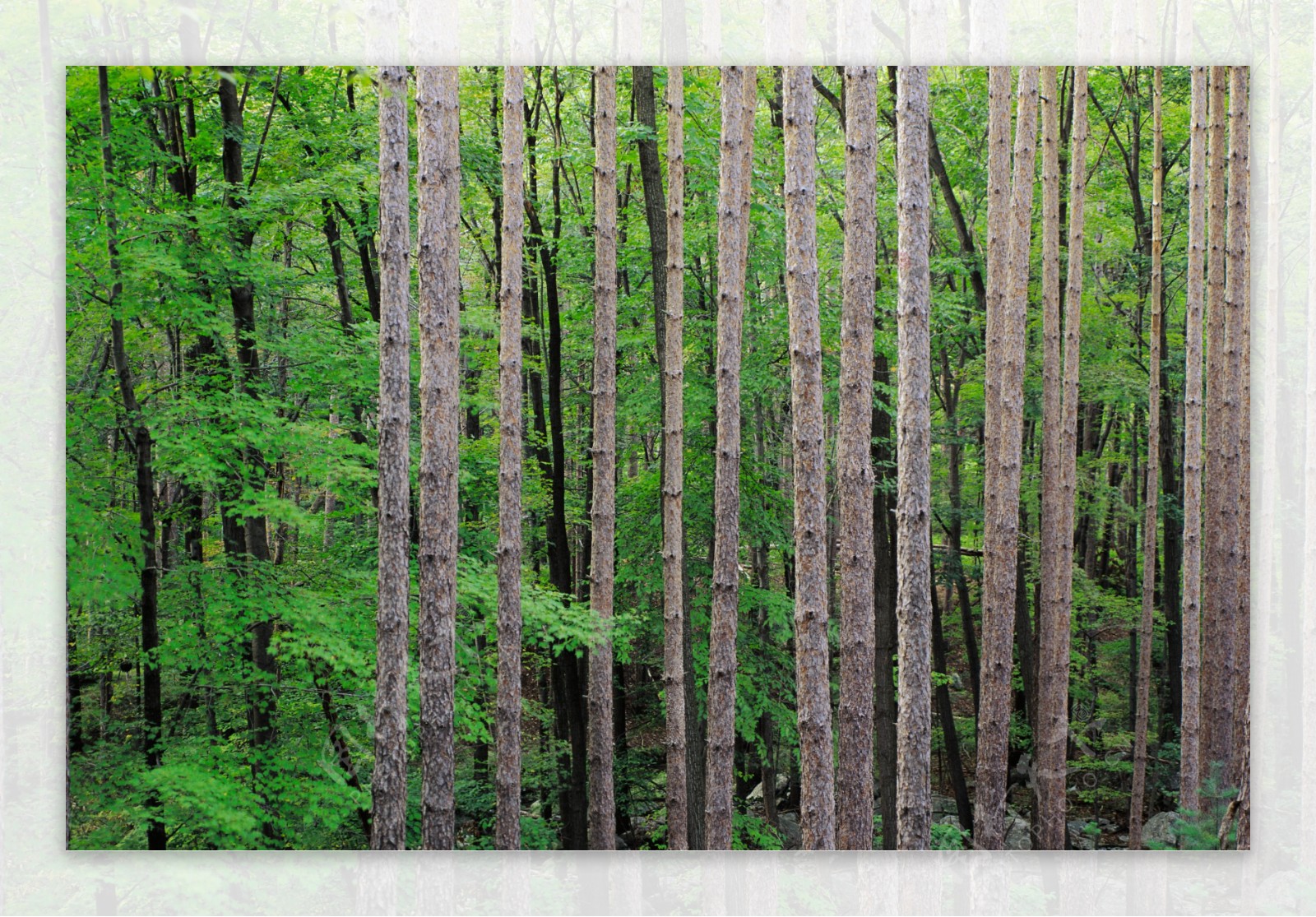 林间树木图片