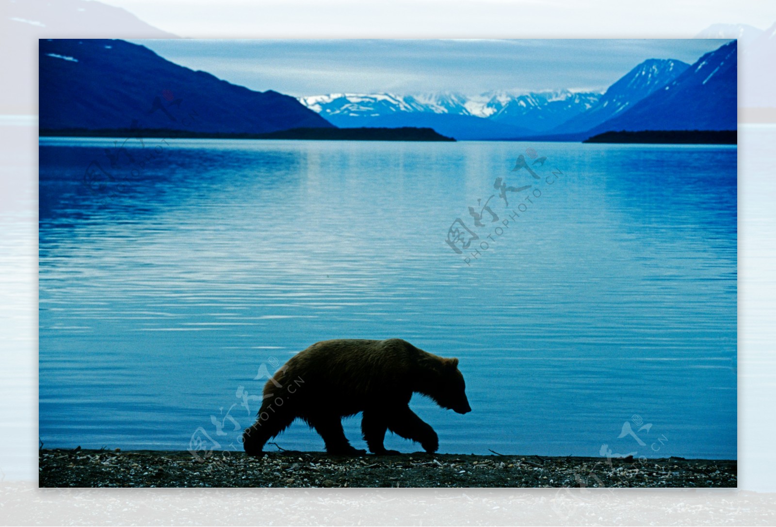 雪山湖泊美景与熊图片