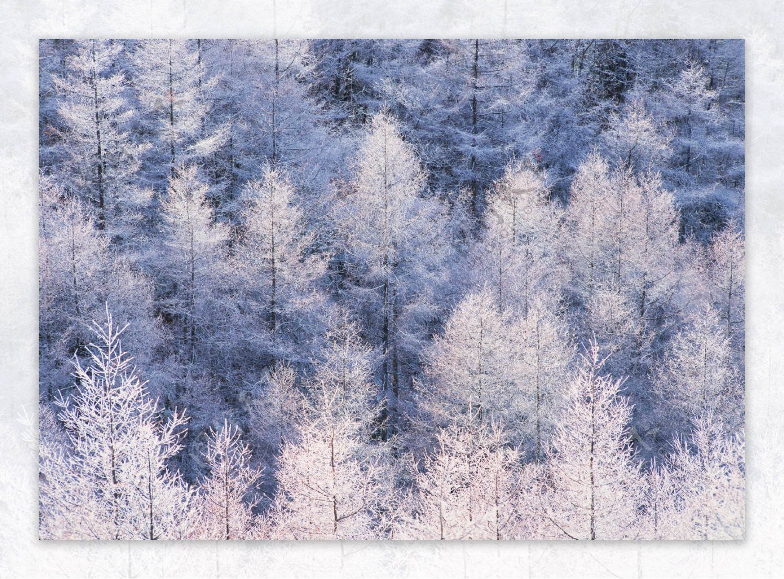冬季树林风景图片