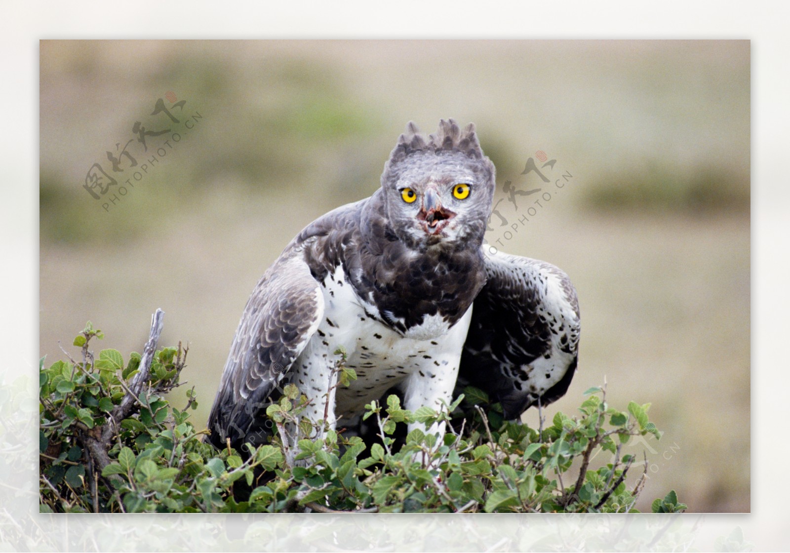 非洲野生动物猫头鹰图片
