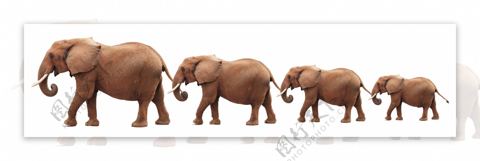 马戏团大象图片