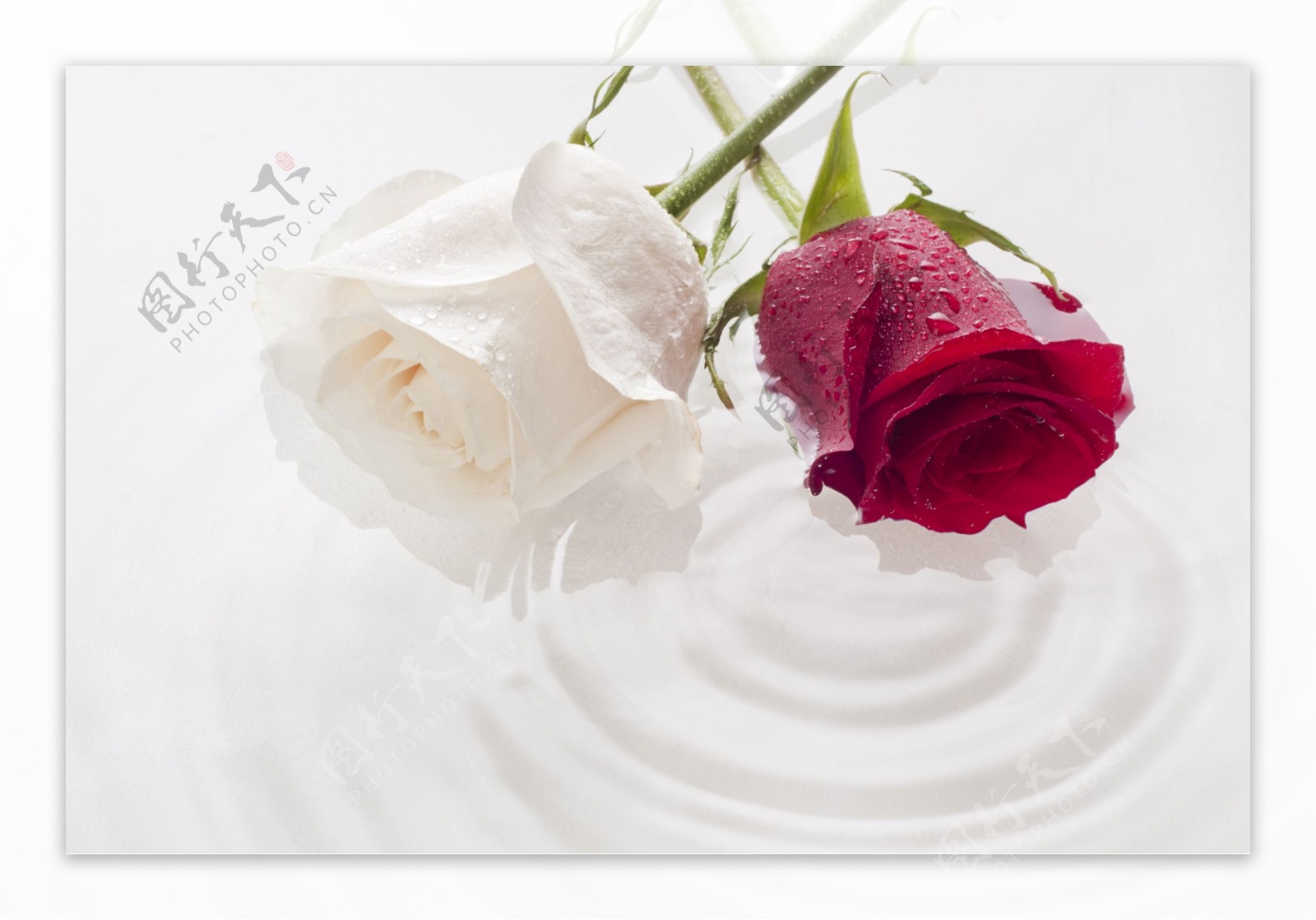 白玫瑰与红玫瑰图片
