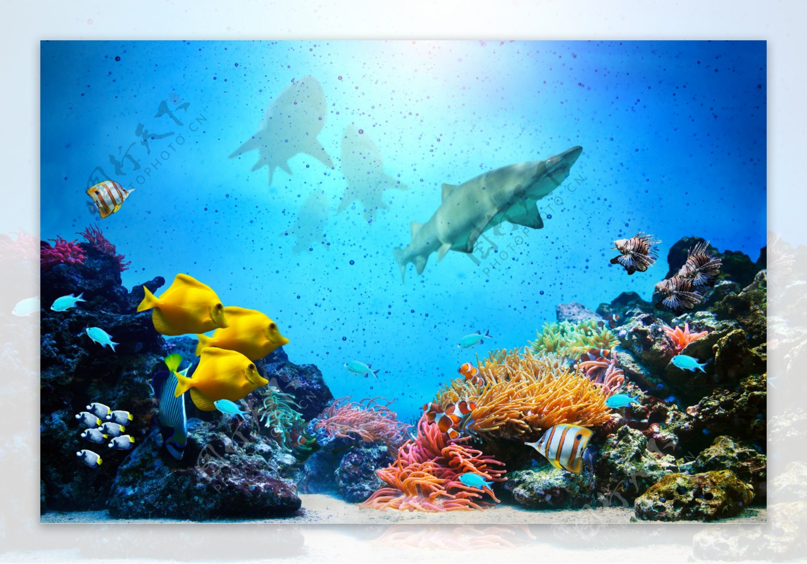 海底的珊瑚和鲨鱼