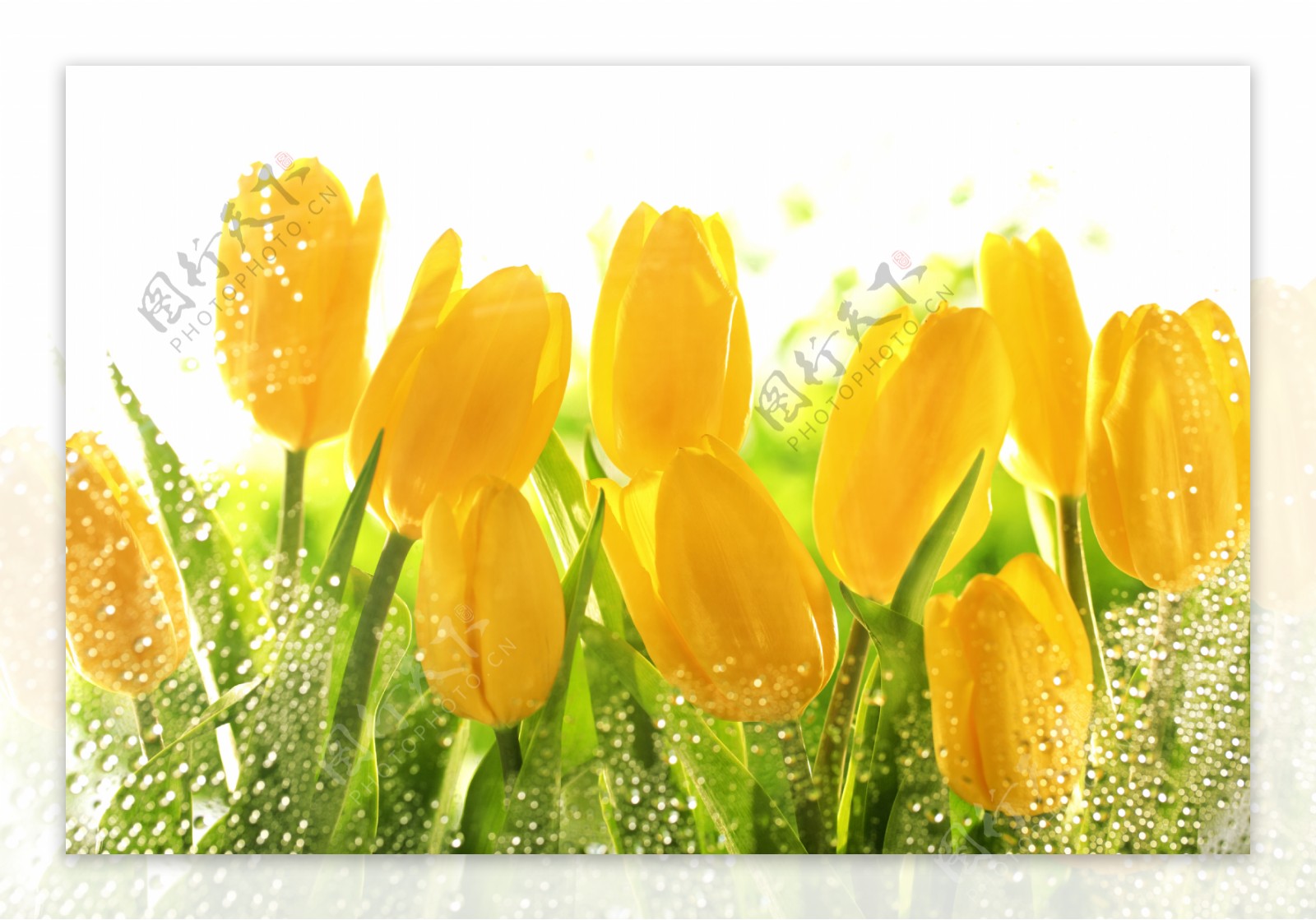 黄色郁金香花朵图片