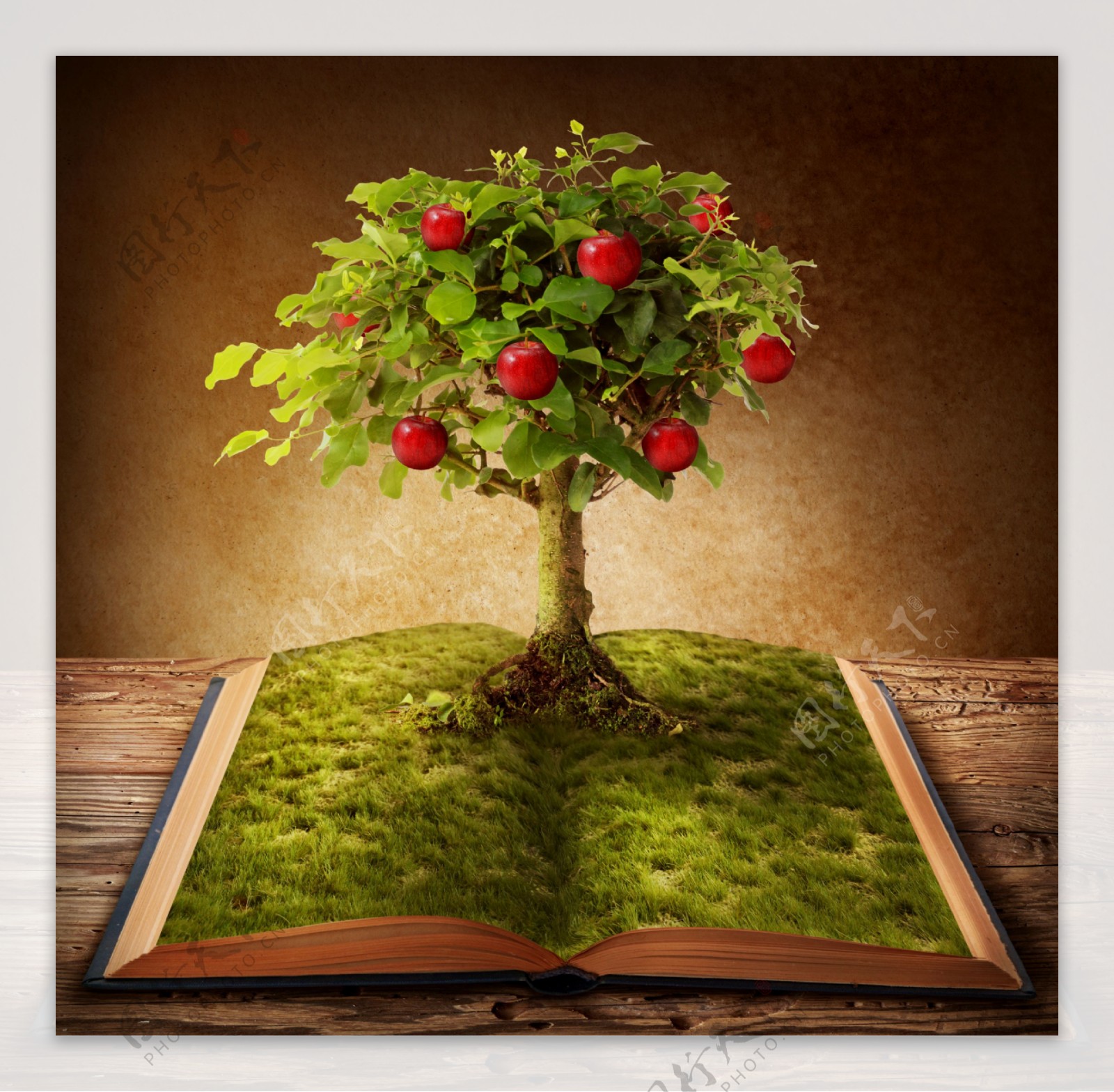 书本与苹果树图片