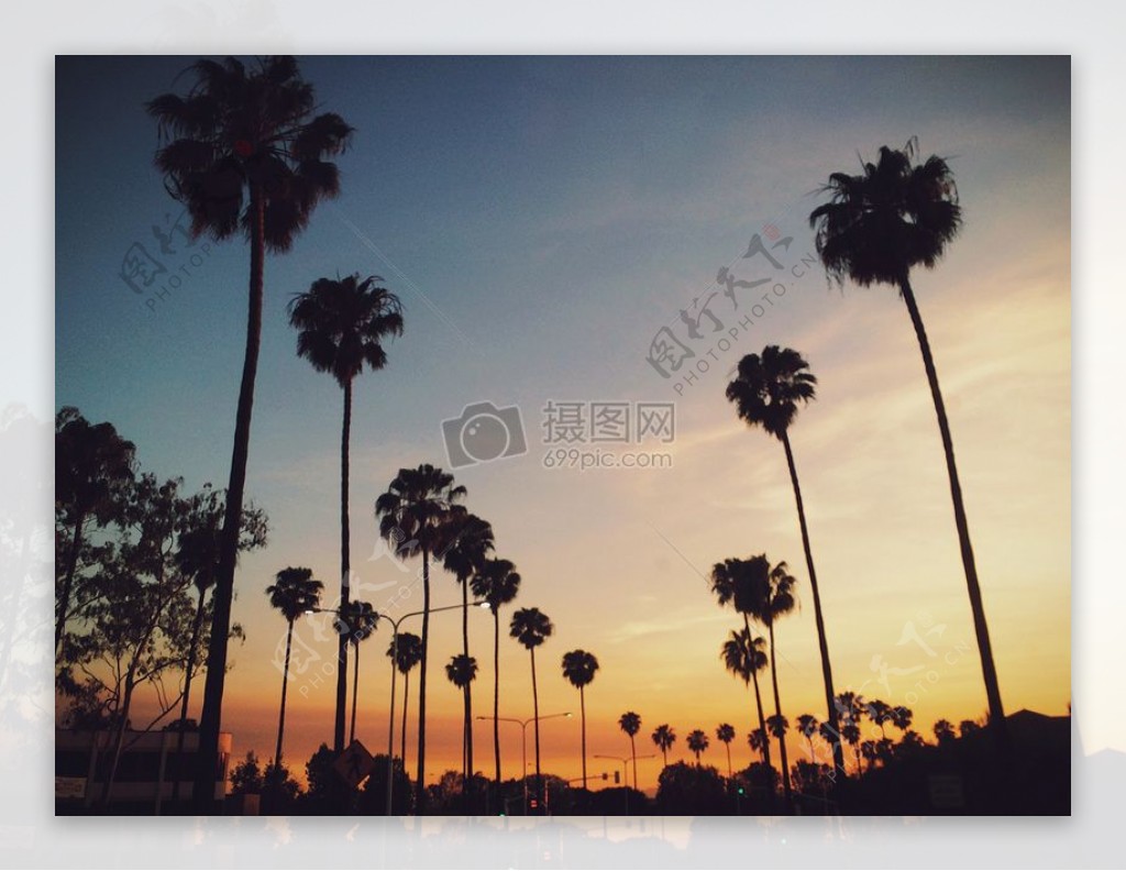 范棕榈树的自然摄影