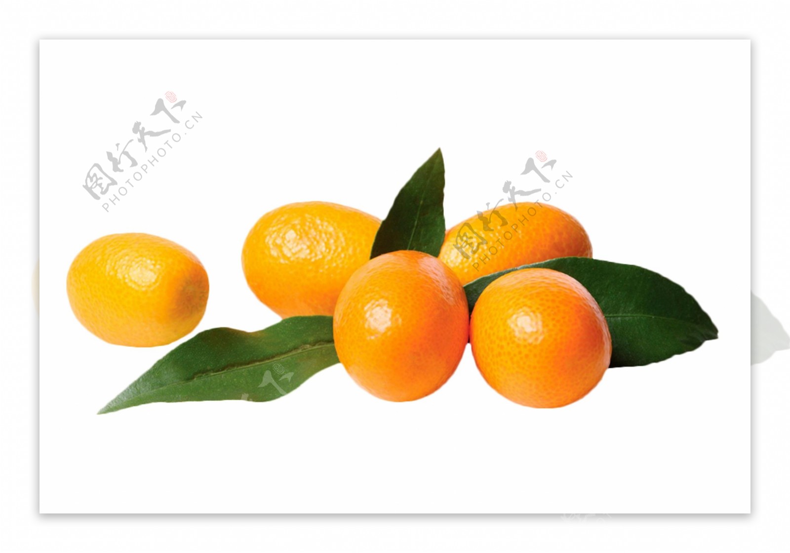 桔子橙子香橙水果素材