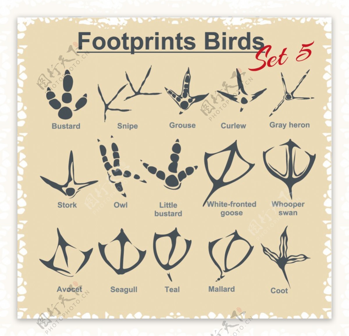 Printable Animal Footprints