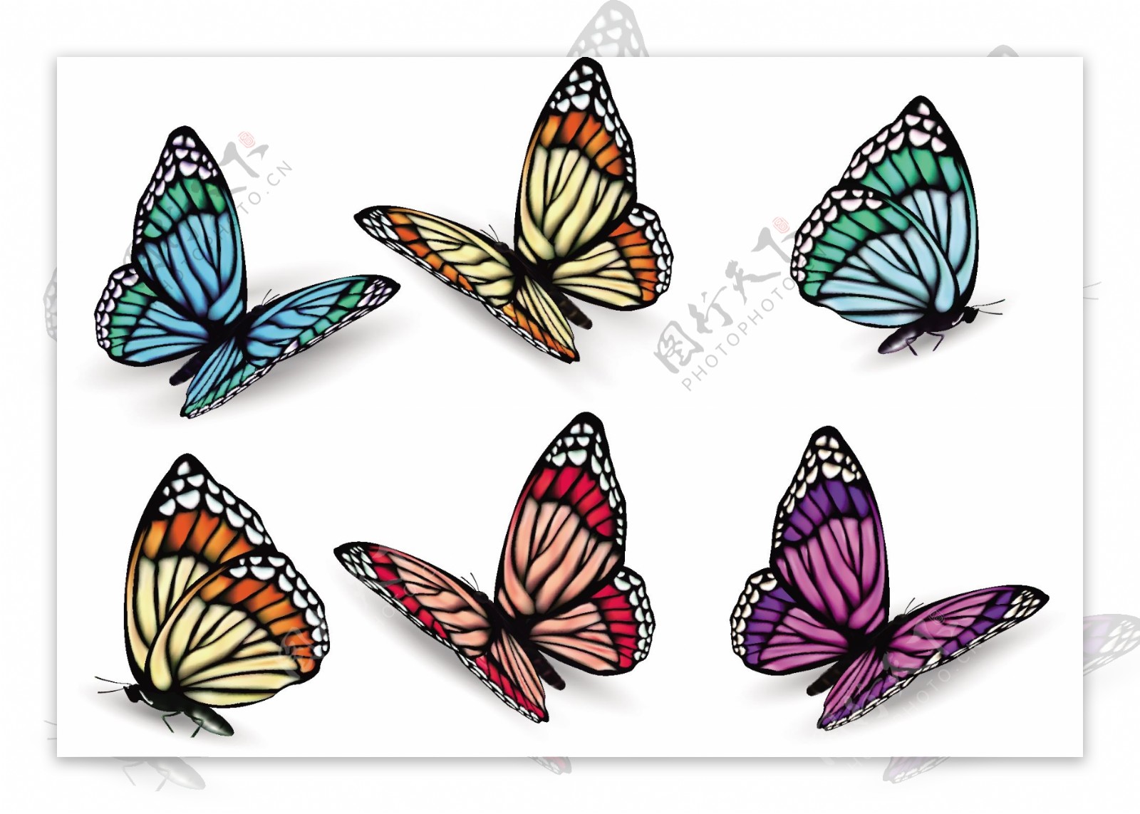 6只不同颜色姿态的蝴蝶