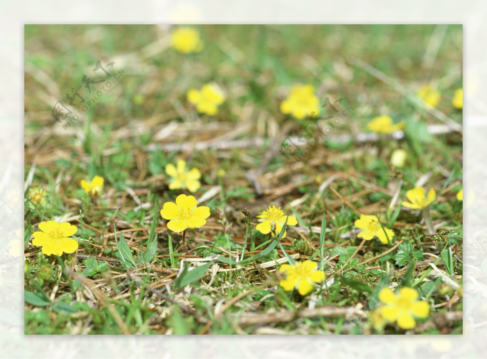 草地上的黄色小花图片