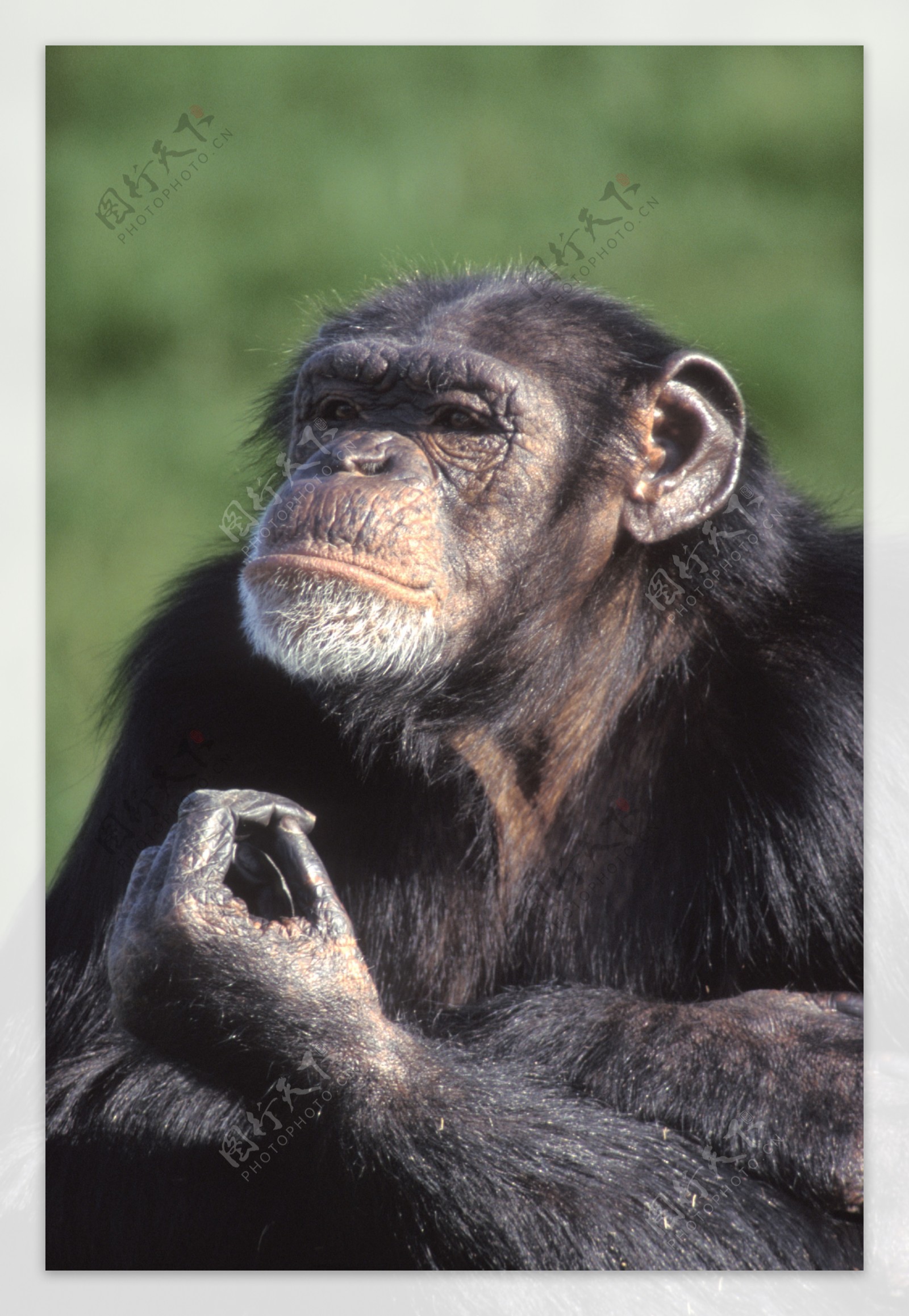 大黑猩猩图片