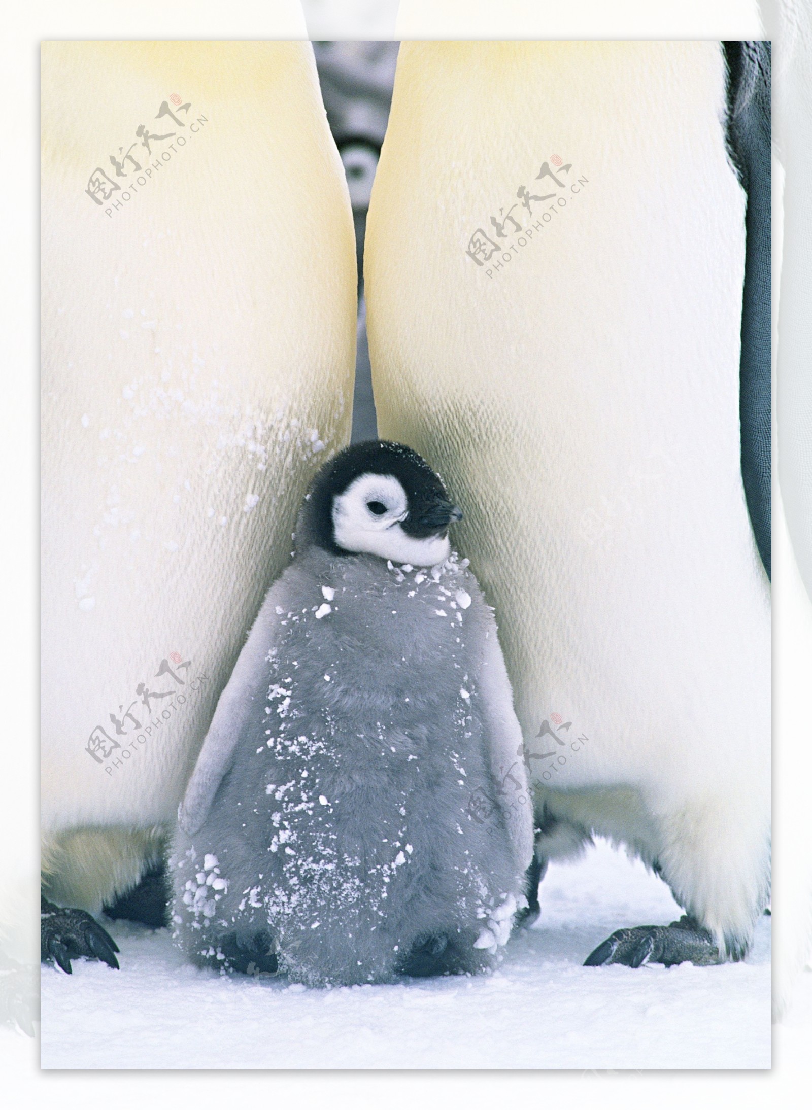 可爱小企鹅图片