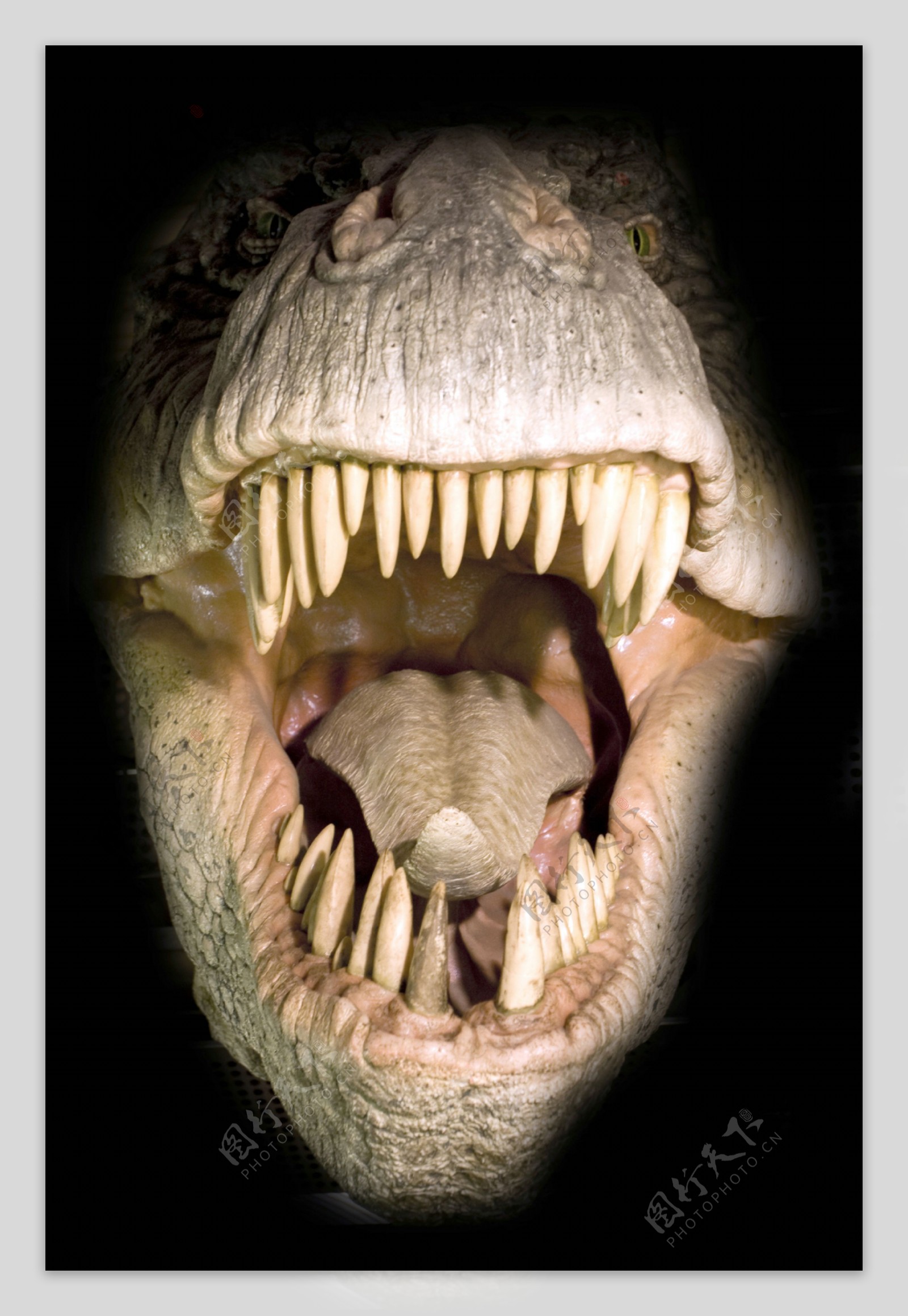 一枚牙齿帮助古生物学家还原侏罗纪凶案现场_凤凰网