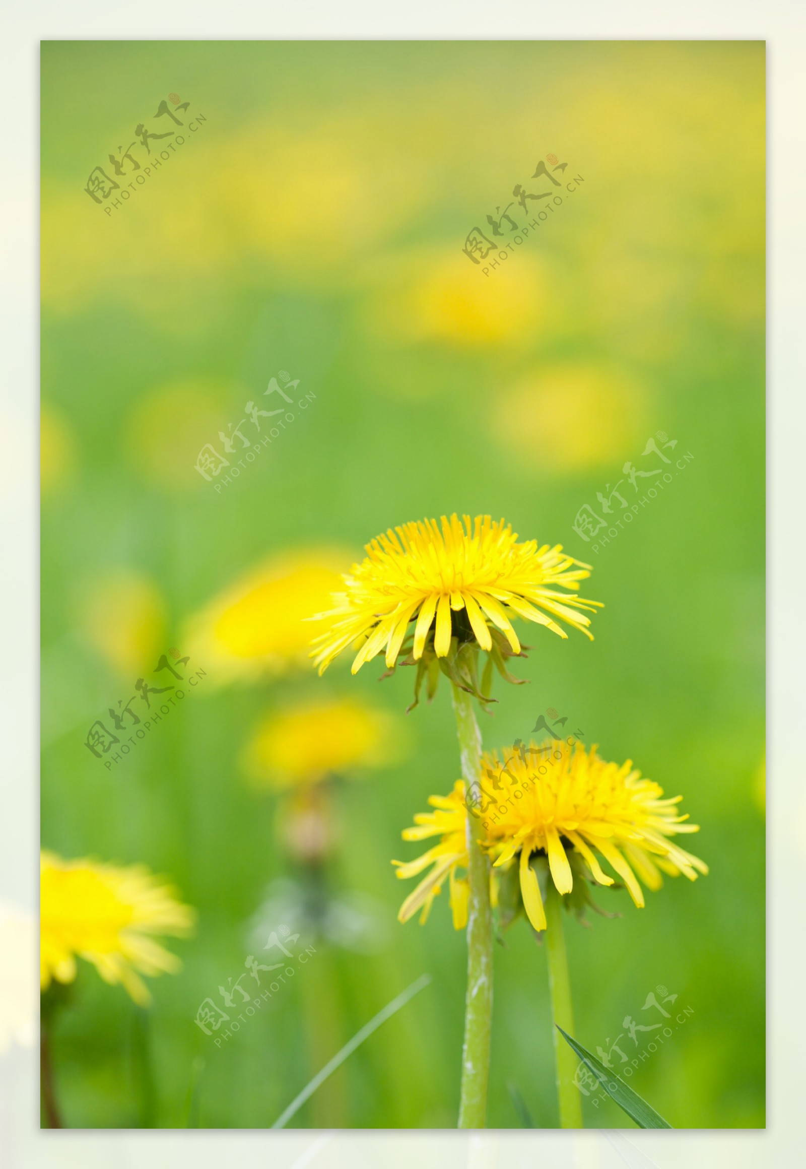 蒲公英花朵背景图片