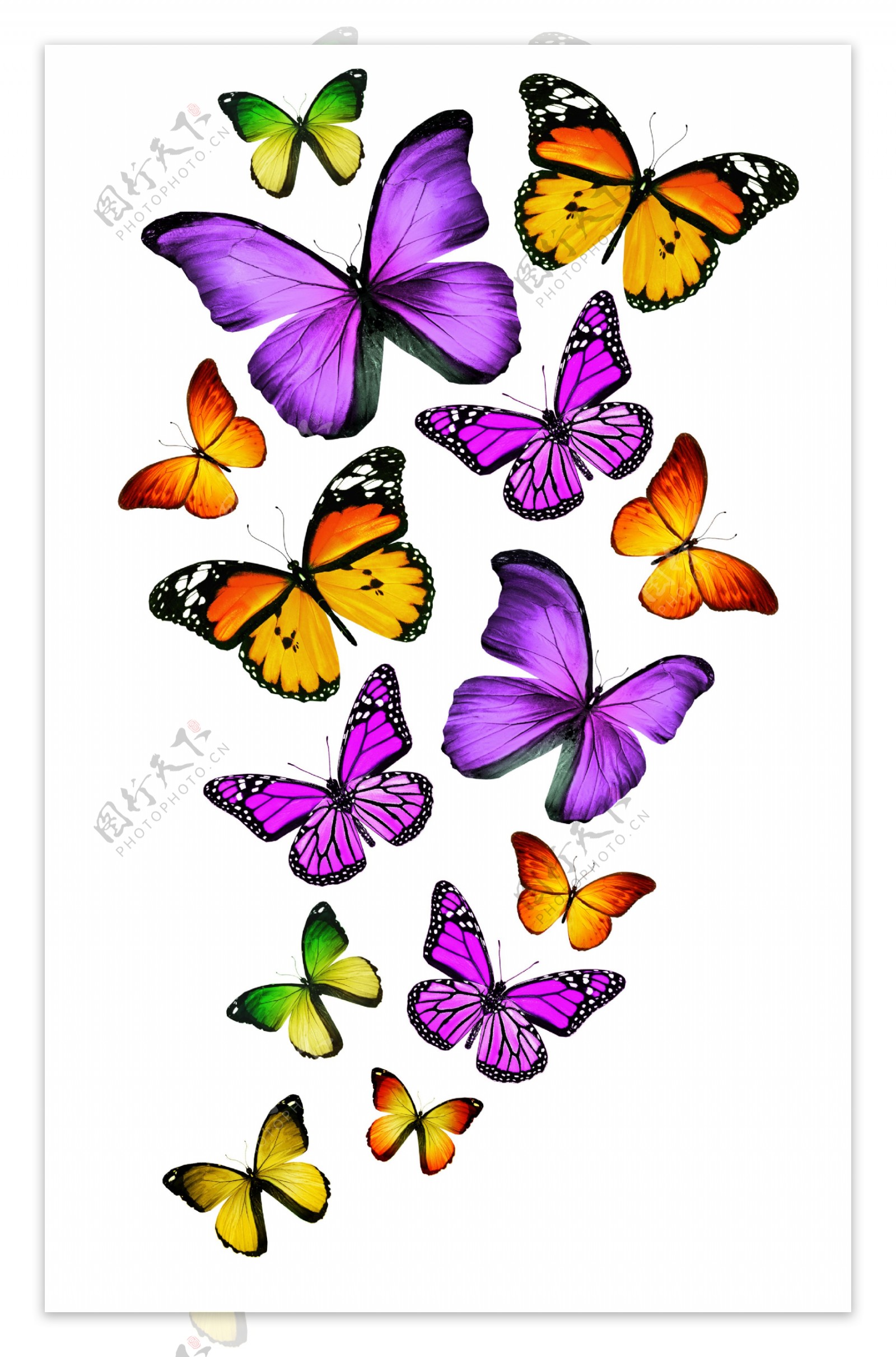 五颜六色的蝴蝶图片
