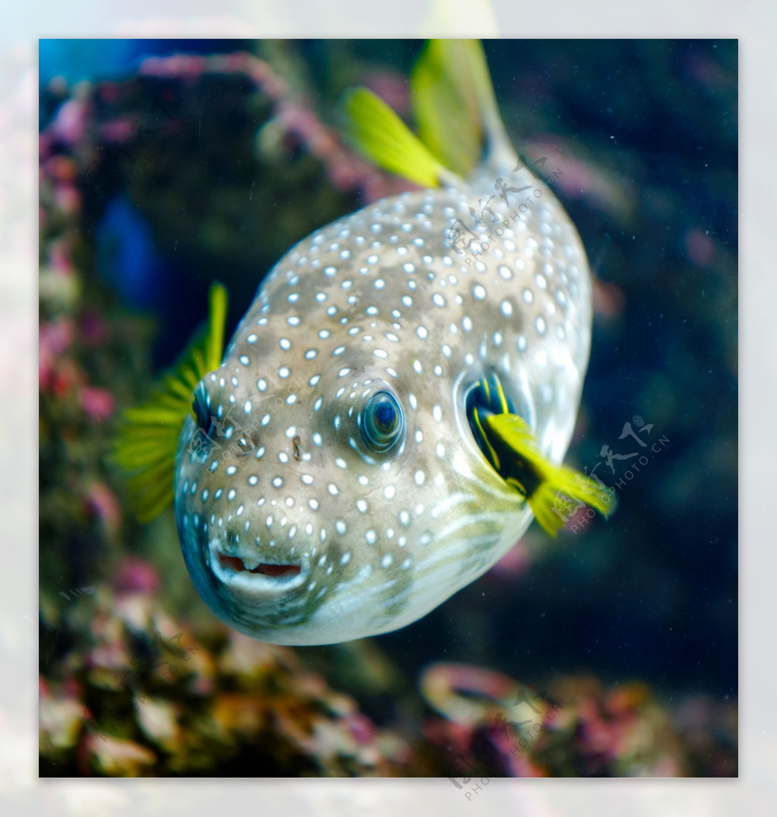 可爱的花斑鱼图片