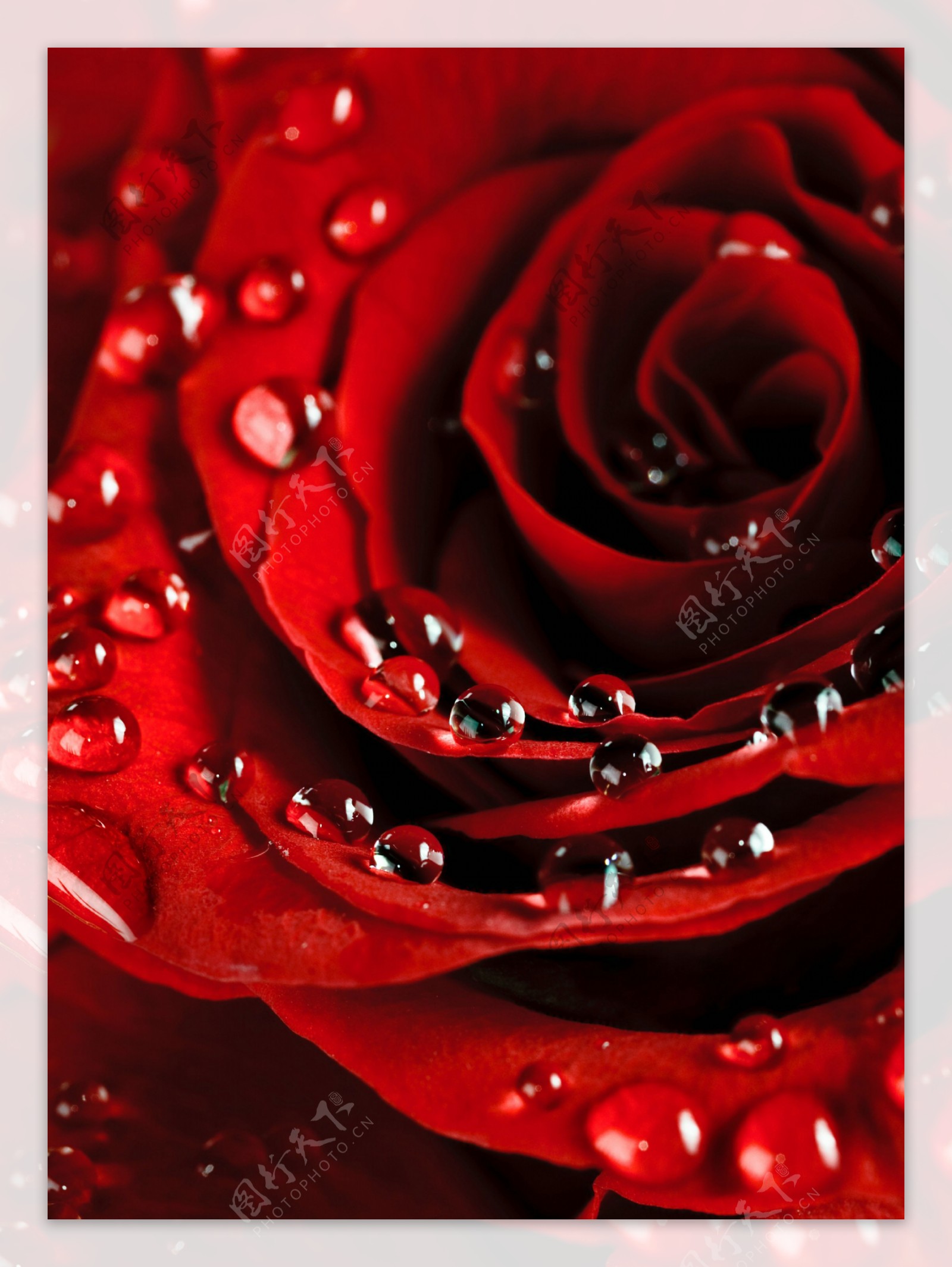 高清晰带露珠的红色玫瑰花瓣