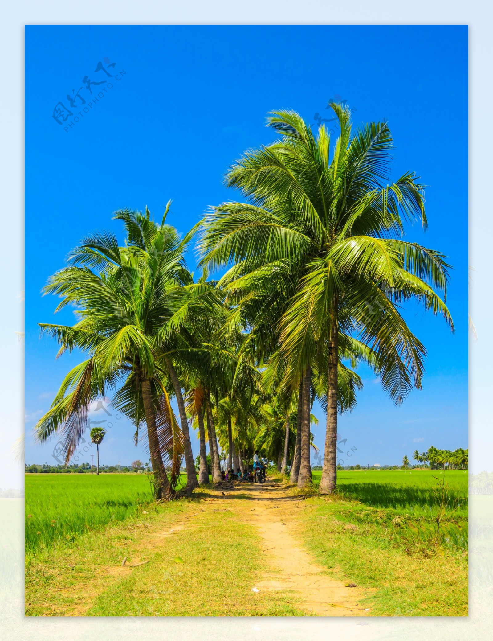 绿色热带棕榈树风景图片