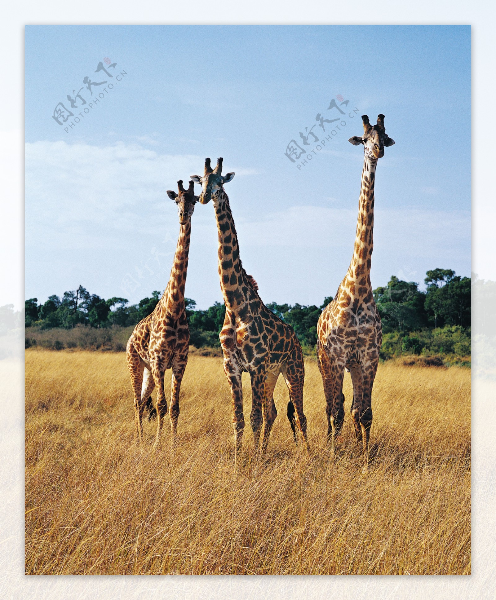 三只长颈鹿高清图片