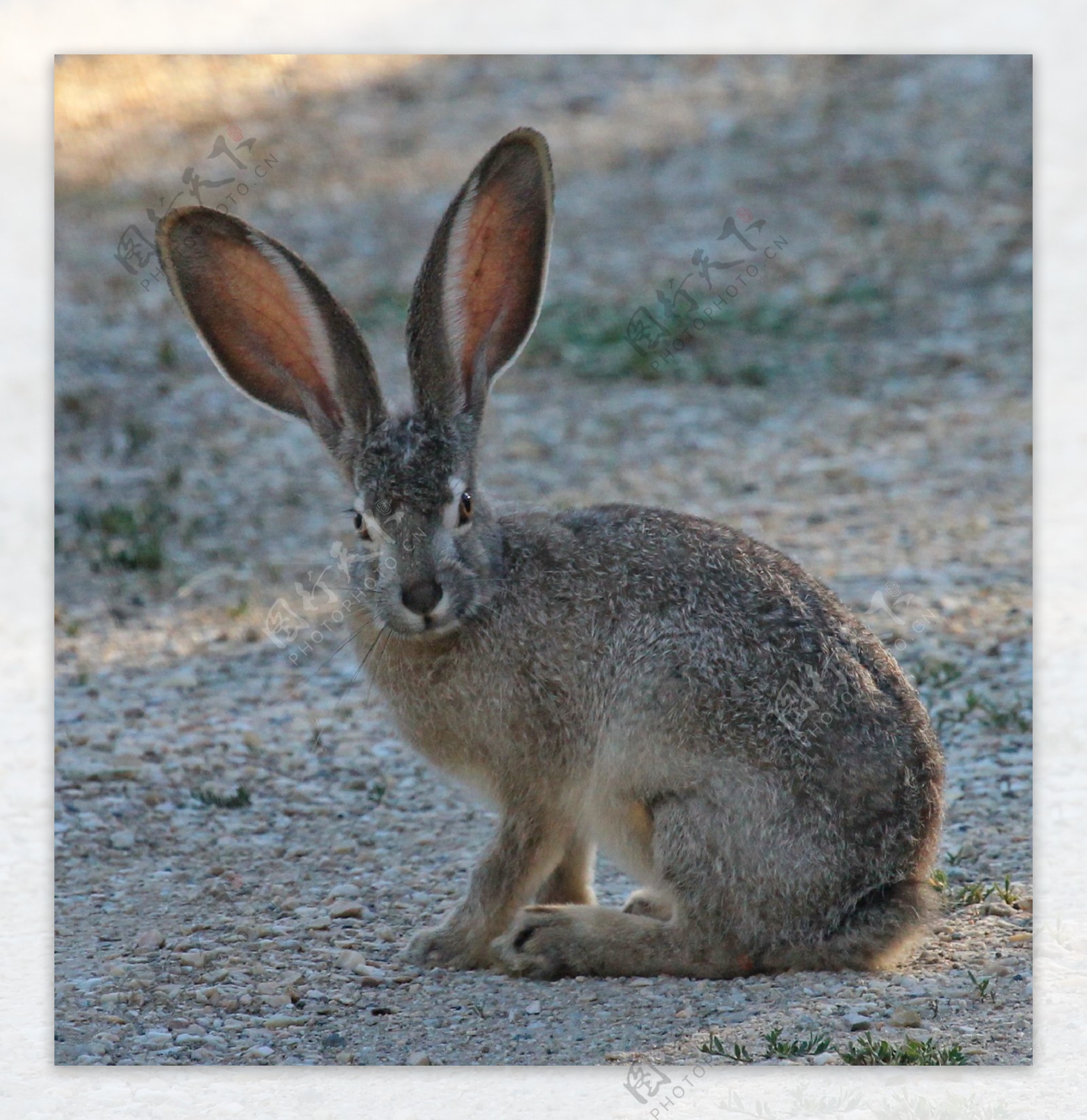 灰色野兔子图片
