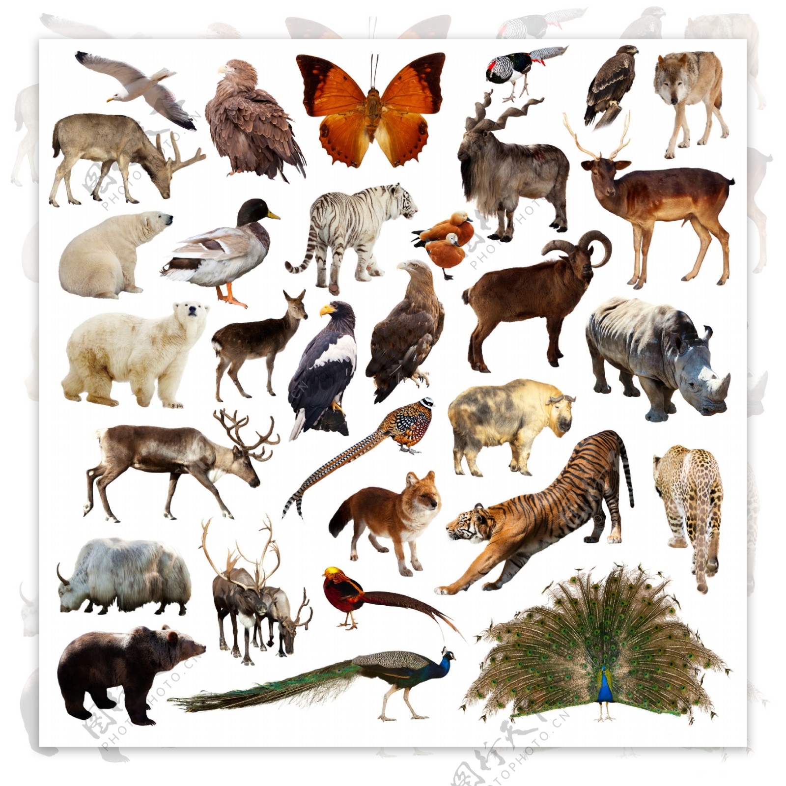 31种野生动物飞禽高清图片