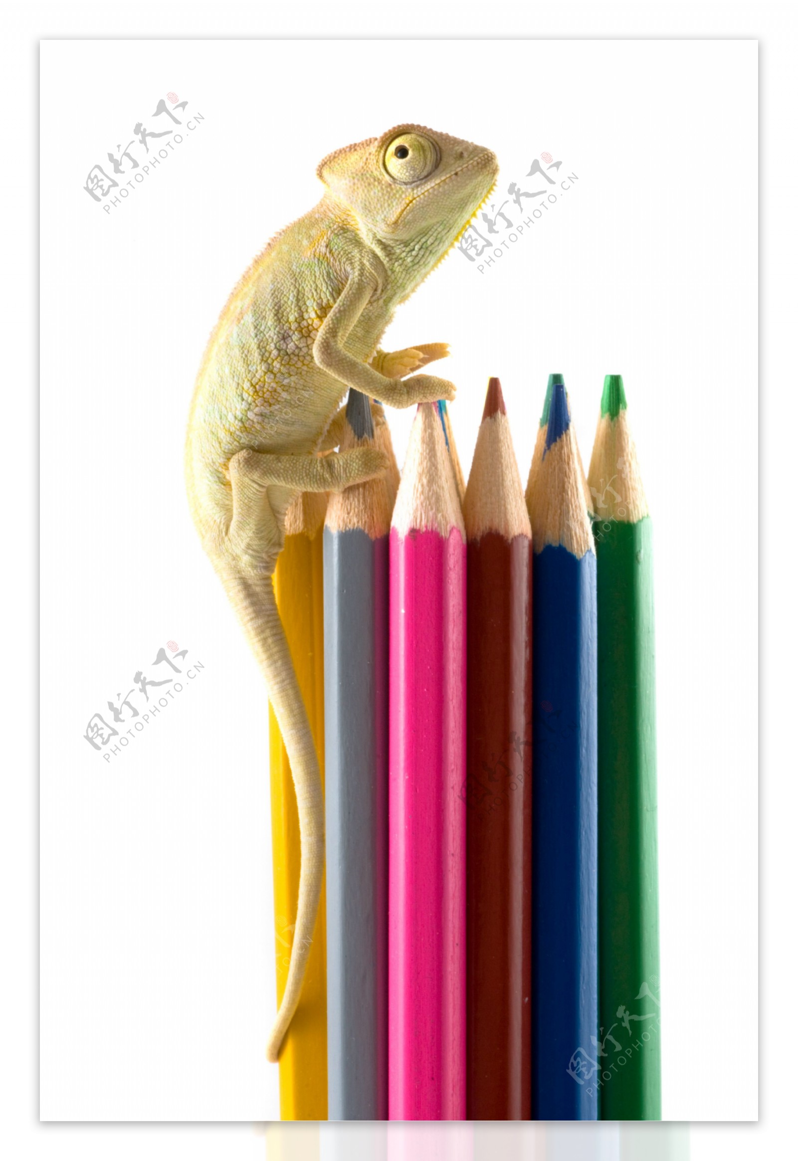 蜥蜴与彩色铅笔
